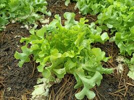 picture of vegetables in the nursery photo