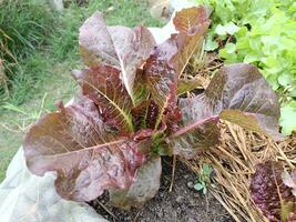 picture of vegetables in the nursery photo