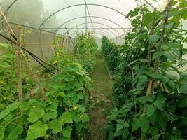 picture of vegetables in the nursery photo