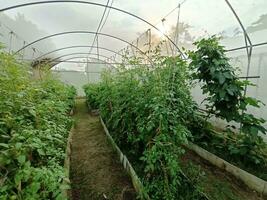 picture of vegetables in the nursery photo