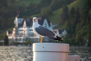 a seagull standing on a mast photo