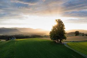 Sunset over swiss pastures, The sun is hidden by a big tree photo