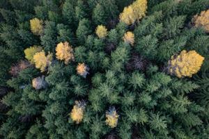 vistoso coníferas en otoño fotografiado desde encima foto