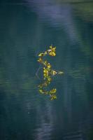 An aquatic plant that reflects itself in the lake photo