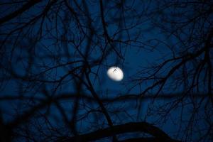 The moon photographed through branches that fill the whole image photo