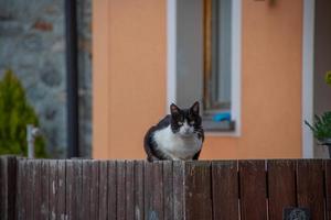 un negro y blanco gato se sienta en un cerca, mirando a el cámara foto