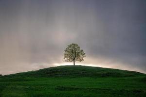 un árbol en un colina durante lluvioso clima foto