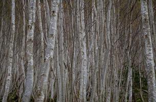 gris arboles en el todo pantalla foto