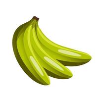 Peeled unpeeled fresh green banana. A bunch of bananas, fruit. For design and decoration. vector illustration