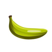 Plantain banana isolated on white background. Vector illustration of fresh tropical fruit in cartoon flat style.