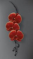 Tropical black, red and gold orchid flower on dark vector