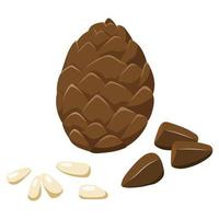 Peeled and white pine nuts and cones, vector illustration isolated on a white background.