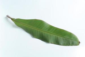 banana leaf isolated on white background photo