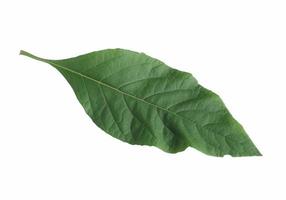 Gymnanthemum extensum leaf isolated on white background.bitterleaf tree leaf photo