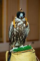 arabian hunting falcon with closed eyes