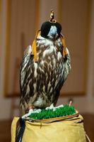 arabian hunting falcon with closed eyes