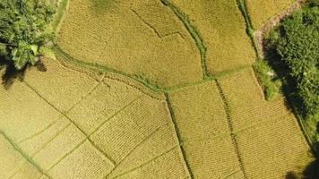 rijstveld veld- filmmateriaal, visie van de geel rijstveld veld- van bovenstaand een vliegend dar gelegen in de sipirok agrarisch Oppervlakte, zuiden tapanuli wijk video