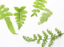 set of leaves on white background, flat lay view photo