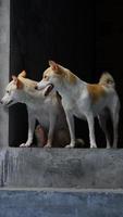 face of street dog image photo