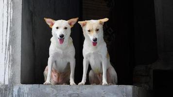 face of street dog image photo