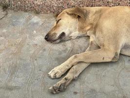 triste perro dormido imagen hd foto