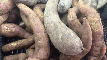 lots of sweet potatoes together outdoor photo