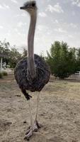 Juvenile ostrich in wildlife safari park video