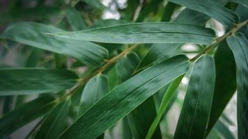 A close up of a green leaf with the word bamboo on it photo