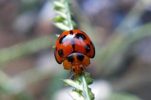 A ladybug on a plant with a green leaf in the background. photo