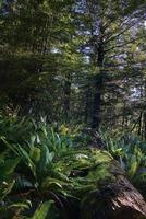 forest from New Zealand photo