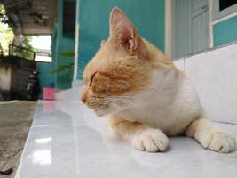 Orange cat on the floor in front of the house. photo