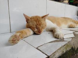 Orange cat on the floor in front of the house. photo