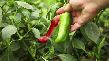 tuinieren en landbouw concept. vrouw boerderij arbeider hand- oogsten groen en rood vers rijp biologisch klok peper in tuin. veganistisch vegetarisch huis gegroeid voedsel productie. vrouw plukken paprika peper video