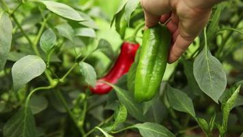 jardinería y agricultura concepto. hembra granja trabajador mano cosecha verde y rojo Fresco maduro orgánico campana pimienta en jardín. vegano vegetariano hogar crecido comida producción. mujer cosecha pimenton pimienta video