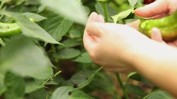 tuinieren en landbouw concept. vrouw boerderij arbeider hand- oogsten groen vers rijp biologisch klok peper in tuin. veganistisch vegetarisch huis gegroeid voedsel productie. vrouw plukken paprika peper video