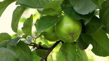 Perfetto verde Mela in crescita su albero nel biologico Mela frutteto. autunno autunno Visualizza su nazione stile giardino. salutare cibo vegano vegetariano bambino dieta concetto. Locale giardino produrre pulito cibo video