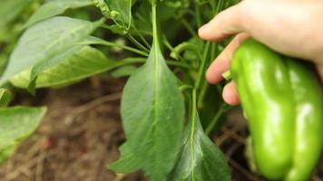 Gardening and agriculture concept. Female farm worker hand harvesting green fresh ripe organic bell pepper in garden. Vegan vegetarian home grown food production. Woman picking paprika pepper video