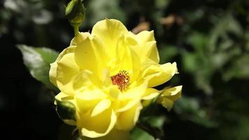 mooi geel roos bloem in zomer tijd. bloeiend geel roos in inspirerend natuurlijk bloemen voorjaar bloeiend tuin of park video