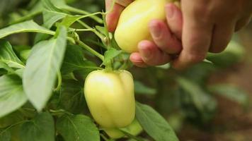 jardinería y agricultura concepto. hembra granja trabajador mano cosecha amarillo Fresco maduro orgánico campana pimienta en jardín. vegano vegetariano hogar crecido comida producción. mujer cosecha pimenton pimienta video