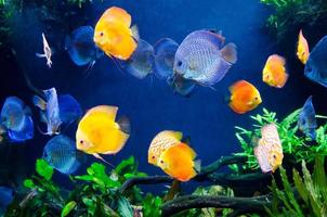 colorful of coral reef fish with tree and plant ecosystem photo