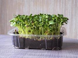 Radish Daikon microgreens growing in a plastic punnet photo