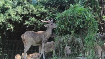 uma rebanho do veado comer Relva forneceu de a jardim zoológico funcionários video