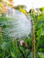 bird fluff on a plantain sprout photo