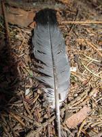 bird feather on the ground photo