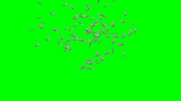 animerad dollar som konfetti animering på grön skärm video
