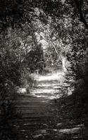 sendero sendero para caminar en el bosque del jardín botánico nacional kirstenbosch. foto