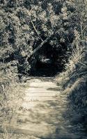 Trail Walking path in forest of Kirstenbosch National Botanical Garden. photo