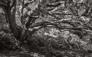 Huge South African trees in Kirstenbosch Botanical Garden, Cape Town. photo