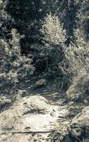 Trail Walking path in forest of Kirstenbosch National Botanical Garden. photo