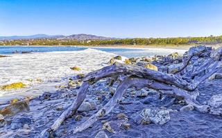 hermosa Pacífico playa con lavado arriba árbol maletero madera México. foto